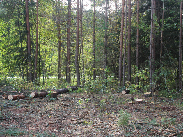 «Дочка» Gatchina Gardens попала под наблюдение 