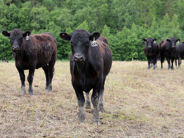 Mяsoet Meat Company рассчитывает осуществить pre-IPO до конца 2024 года