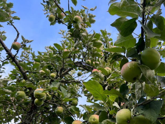 Ленинградская область запустила субсидии для садоводческих товариществ
