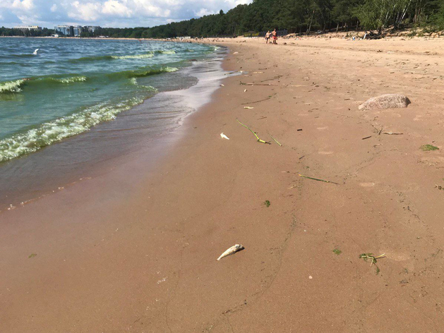 В Санкт-Петербурге все пляжи непригодны для купания 