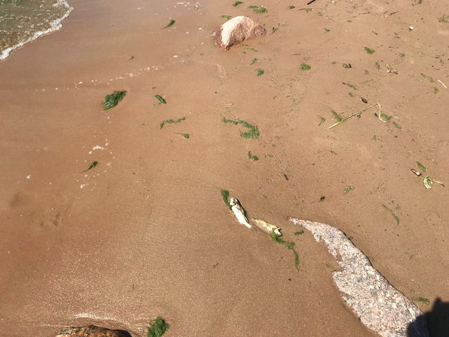 Петербуржцы жалуются на гибель рыбы во время работ СПб ГБУ «Экострой» Петербуржцы жалуются на гибель рыбы во время работ СПб ГБУ «Экострой»