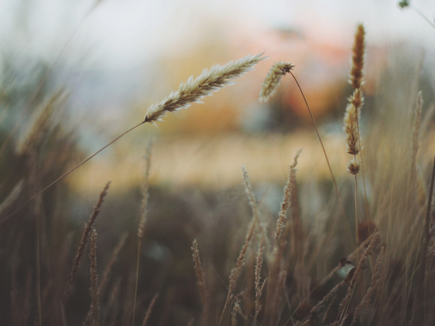 Доли перераспределены: в «Агро-Альянсе» сменился один из собственников
Доли перераспределены: в «Агро-Альянсе» сменился один из собственников