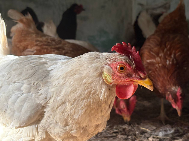 В Ленобласти на продажу выставлена «Русско-Высоцкая птицефабрика» за 3,5 млрд рублей В Ленобласти на продажу выставлена «Русско-Высоцкая птицефабрика» за 3,5 млрд рублей