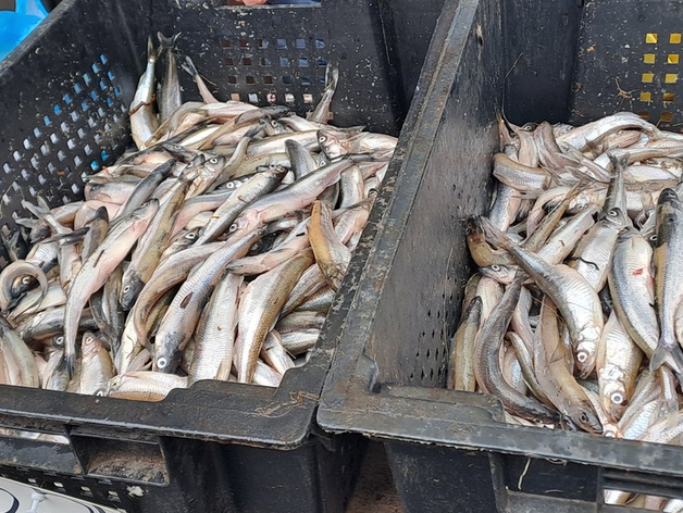 Музыка без лицензий на фестивале «Корюшка идет!» обошелся «Скаут.ру» в полмиллиона рублей