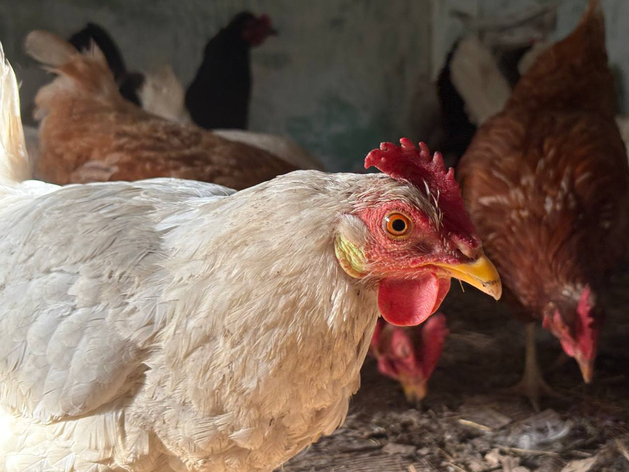 «Ударнику» добавили долгов за вред природе спустя два года после банкротства