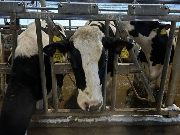 Антон Лиленко снова встал у руля компании «Виола»
Антон Лиленко снова встал у руля компании «Виола»